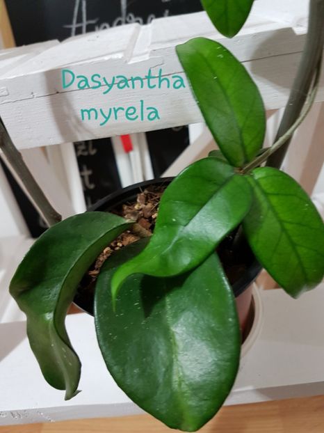  - Dasyantha