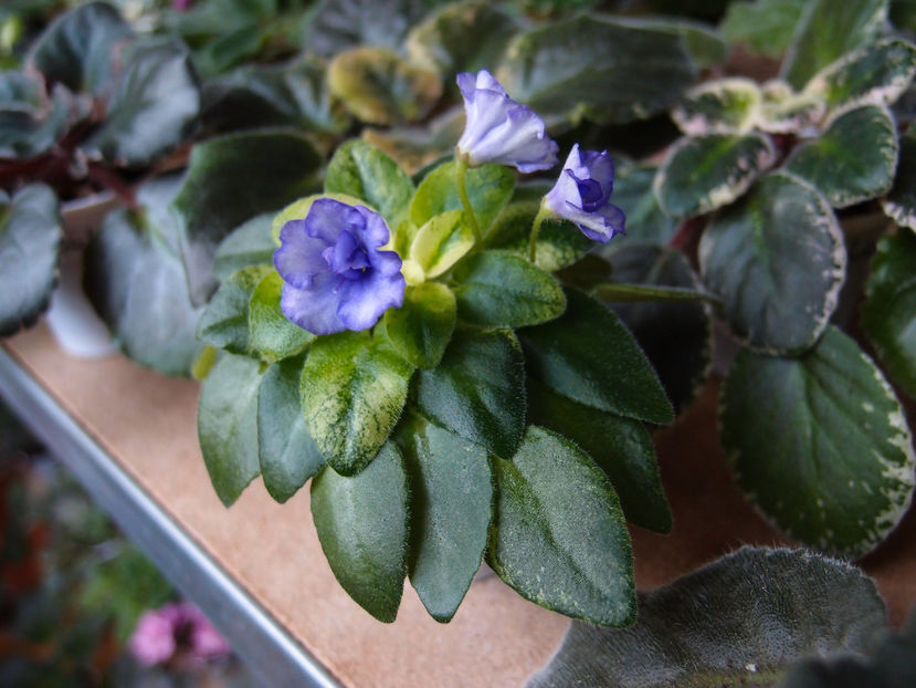 PC145864 - Robs Chilly Willy