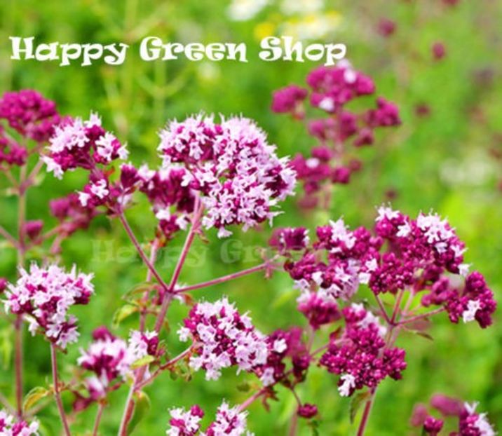 PURPLE OREGANO - Wild Marjoram - 2000 seeds - Origanum vulgare - Improved strain - b Comenzi plante copaci 2018 2019