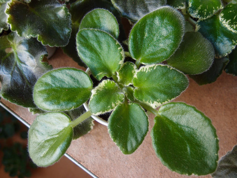 P2109473 - DS Osa Zvezda