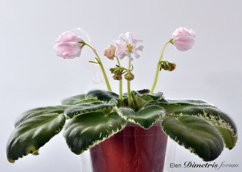 poza net - DS Osa Zvezda