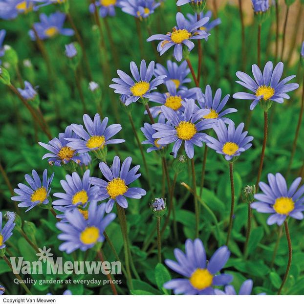 FELICIA THE BLUE DAISY - SKY BLUE - 110 SEEDS - F. amelloides - Annual Flower - b Comenzi plante copaci 2018 2019