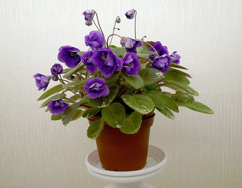 poza net - In Love Again