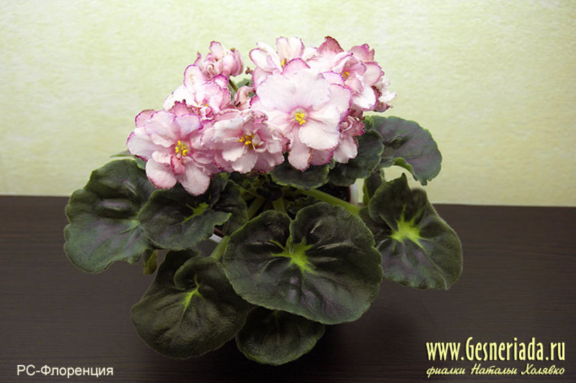 poza net - RS Florence