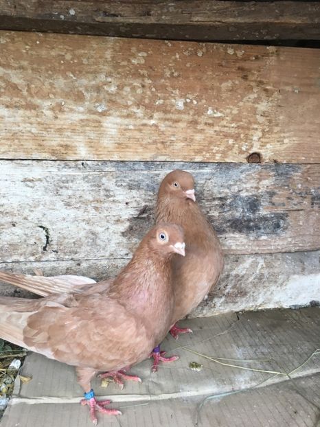 13B26EC5-95CB-4346-8D5C-47D5AA52B8FB - unicolori