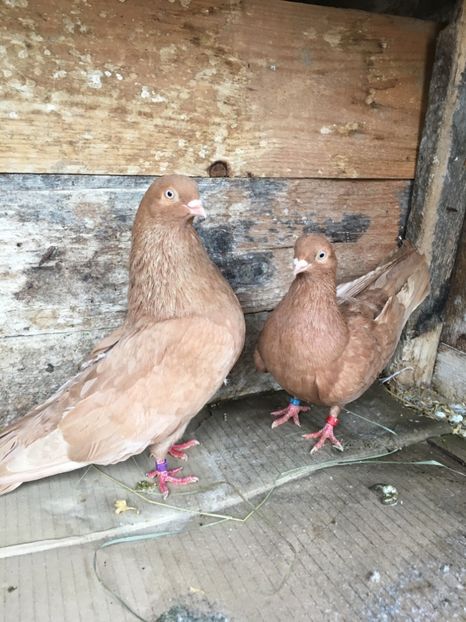 A07B89A2-5764-40F1-A343-9DD8CE79AFE3 - unicolori