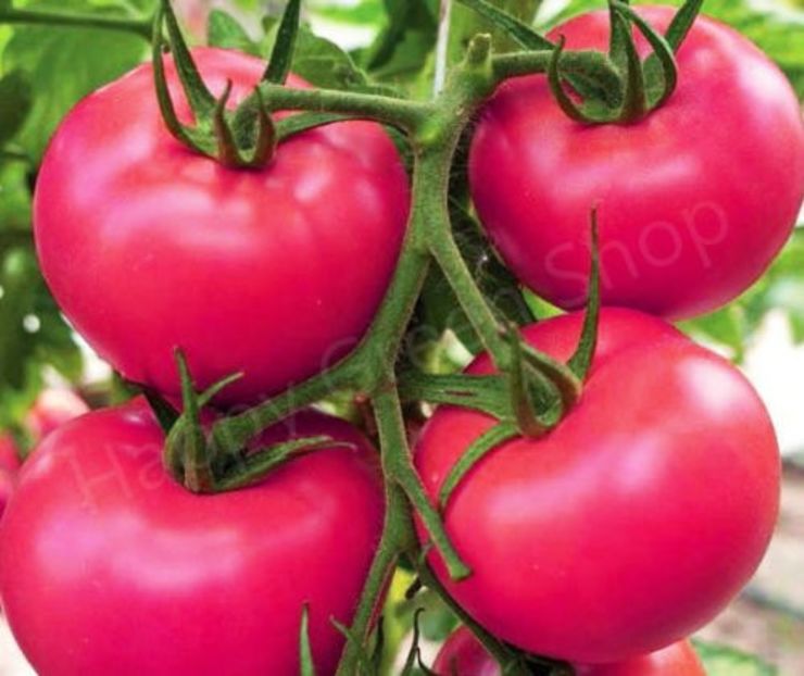 VEGETABLE LARGE PINK TOMATO - 300 SEEDS - PINK SUPER KING - b Comenzi plante copaci 2018 2019