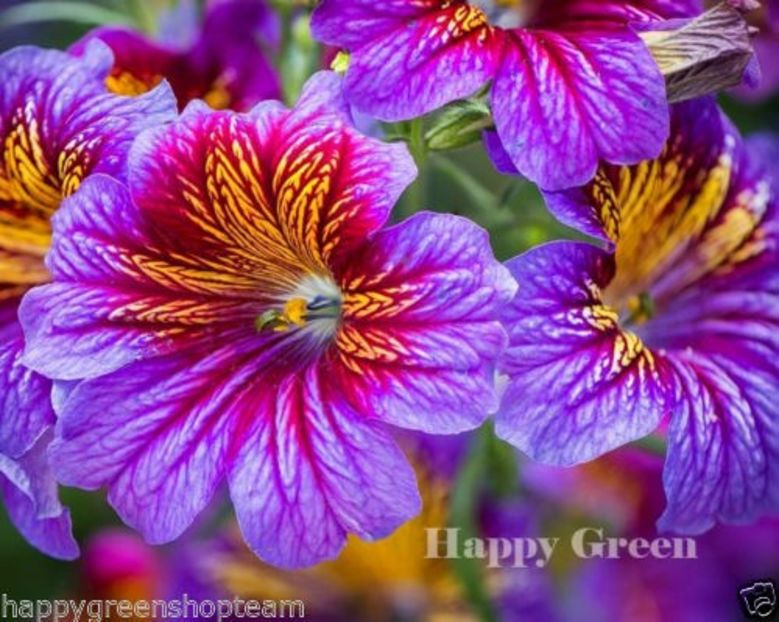PAINTED TONGUE MIX - 800 SEEDS - Superbissima - Salpiglossis sinuata - Flowers - b Comenzi plante copaci 2018 2019