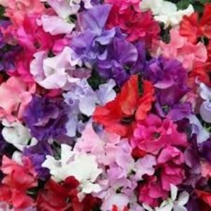 PEA SWEET DREAMS MIX - ROYAL PEA - 45 SEEDS - Lathyrus Odoratus - Climber flower - b Comenzi plante copaci 2018 2019