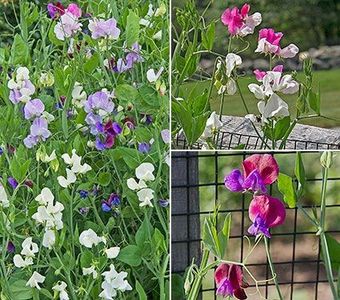 PEA SWEET DREAMS MIX - ROYAL PEA - 45 SEEDS - Lathyrus Odoratus - Climber flower3 - b Comenzi plante copaci 2018 2019