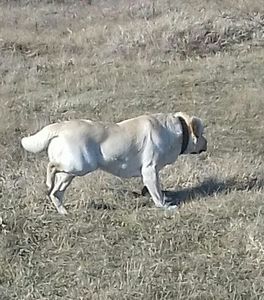 20170119_125137-1-1 - Labrador retriever