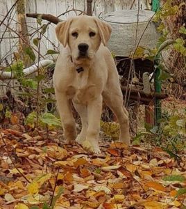 IMG-20190111-WA0000 - Labrador retriever