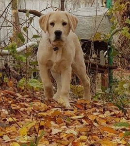 IMG-20190111-WA0000 - Labrador retriever