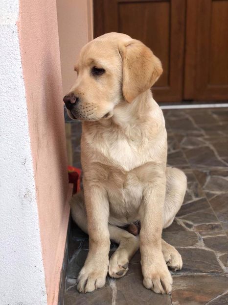 IMG-20181108-WA0000 - Labrador retriever