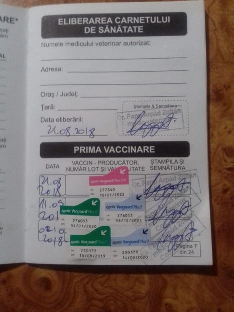 IMG-20181003-WA0002 - Labrador retriever