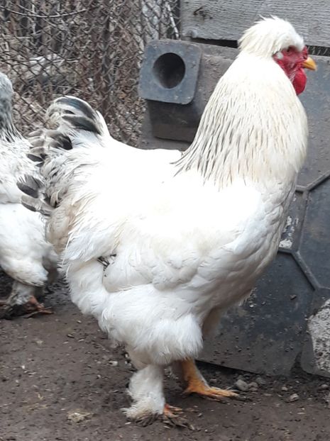  - Gaini motate barboase