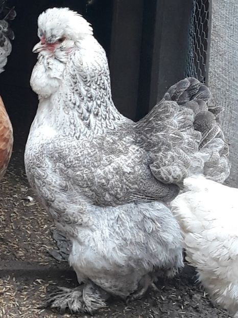  - Gaini motate barboase