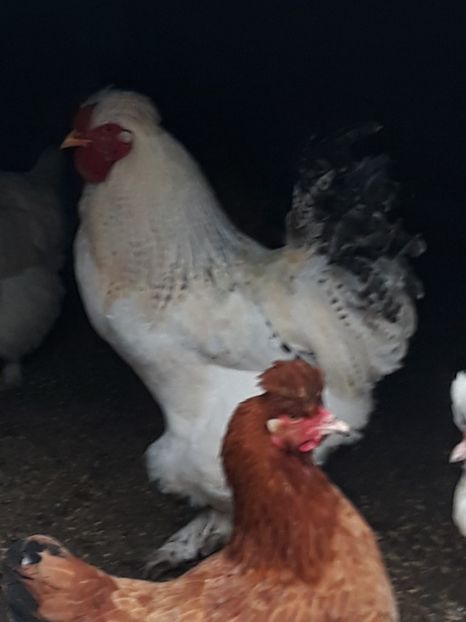  - Gaini motate barboase