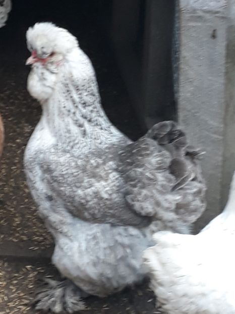  - Gaini motate barboase