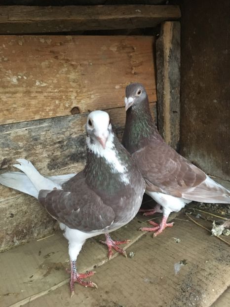 076657F6-BE82-463E-80C6-92985ED5798C - vanduti