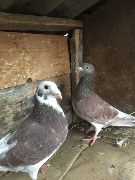 F5C67281-AD46-433E-8142-CBEC572977EF - vanduti