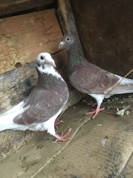 B09742E9-19DC-48BE-838E-09D928E5C61A - vanduti