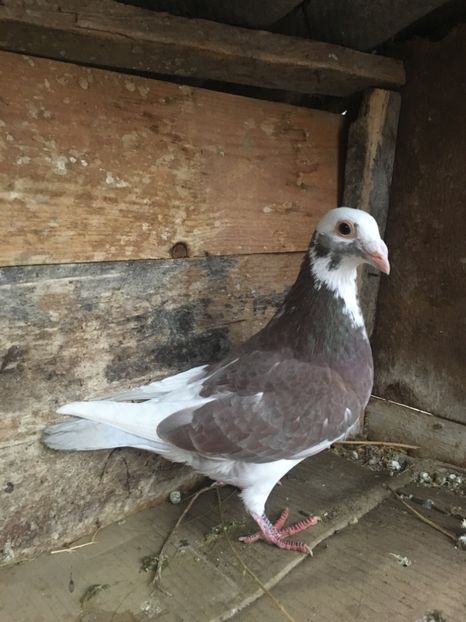 F976A4AE-FB14-4298-8125-0F6E42611975 - vanduti