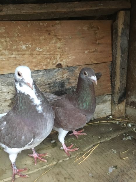 13FFE28A-9C13-4067-9CDD-E5D7AB6D73C2 - vanduti