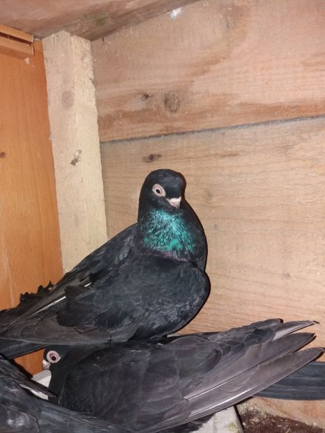  - femele ardeleni 2019