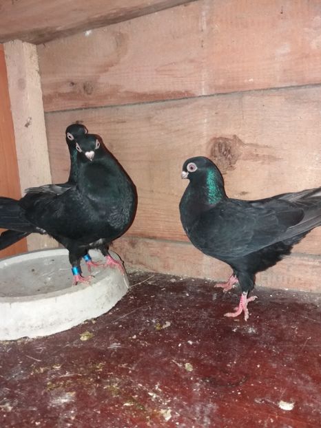  - femele ardeleni 2019