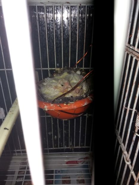  - Canari Malinois 2019 - 2020