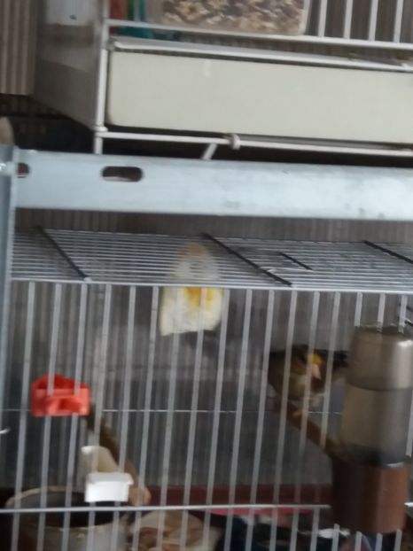  - Canari Malinois 2019 - 2020