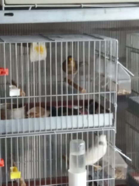  - Canari Malinois 2019 - 2020