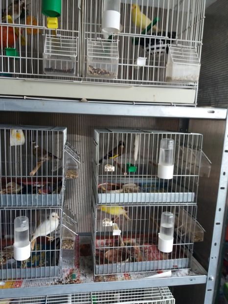  - Canari Malinois 2019 - 2020