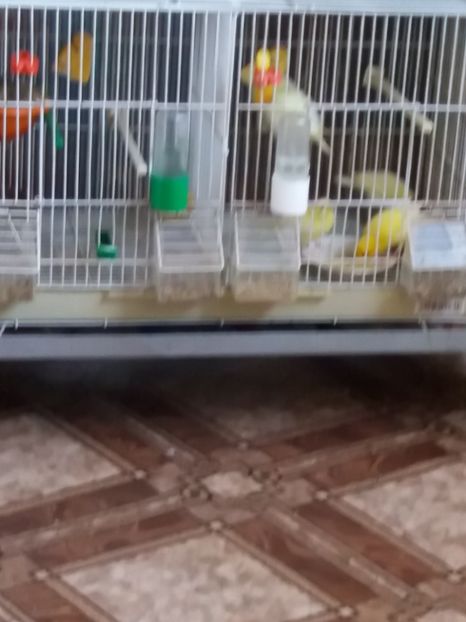  - Canari Malinois 2019 - 2020