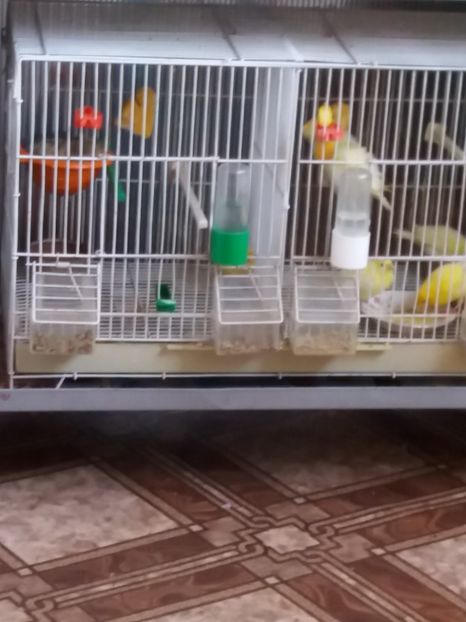  - Canari Malinois 2019 - 2020