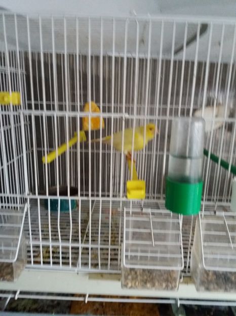  - Canari Malinois 2019 - 2020