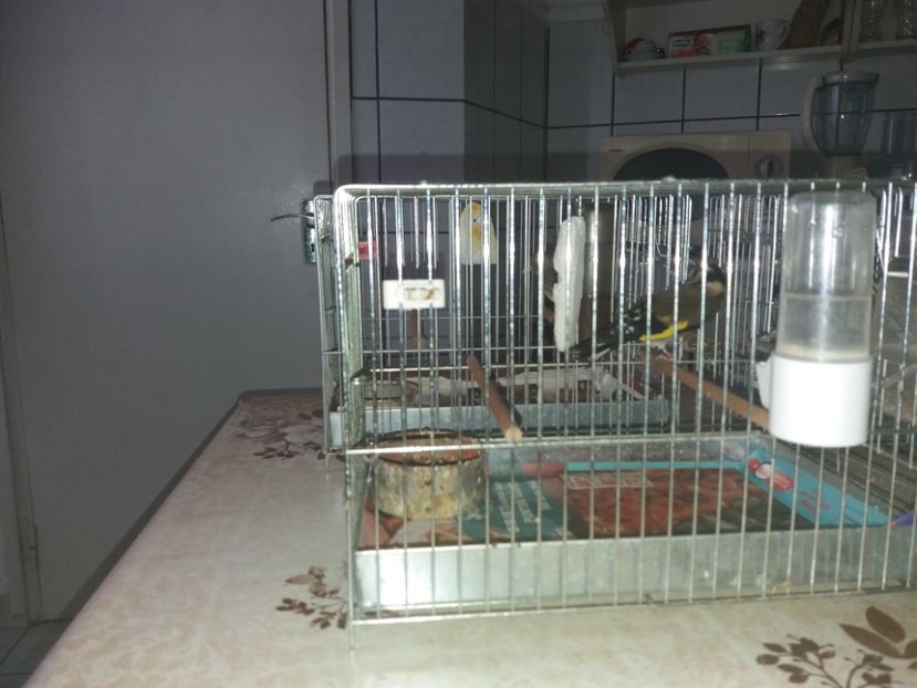  - Canari Malinois 2019 - 2020