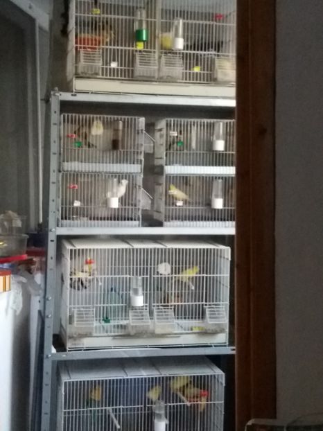  - Canari Malinois 2019 - 2020