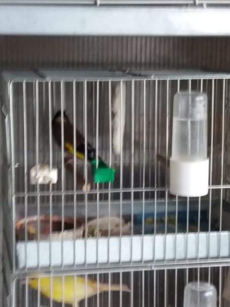  - Canari Malinois 2019 - 2020