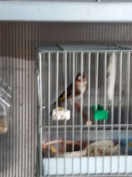  - Canari Malinois 2019 - 2020