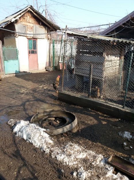 2019 -1 - Animalele si pitoacele mele