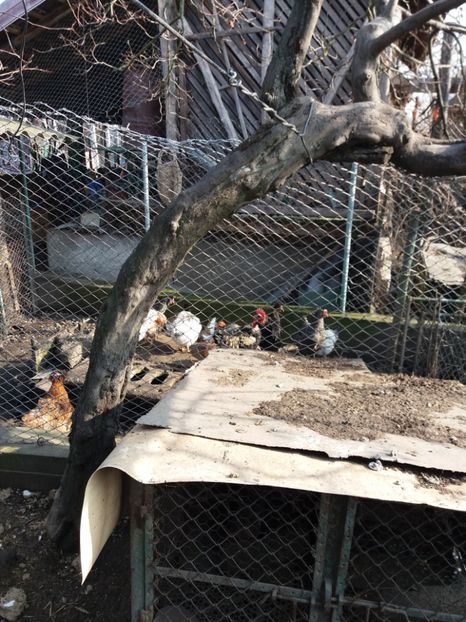 2019 -2 - Animalele si pitoacele mele