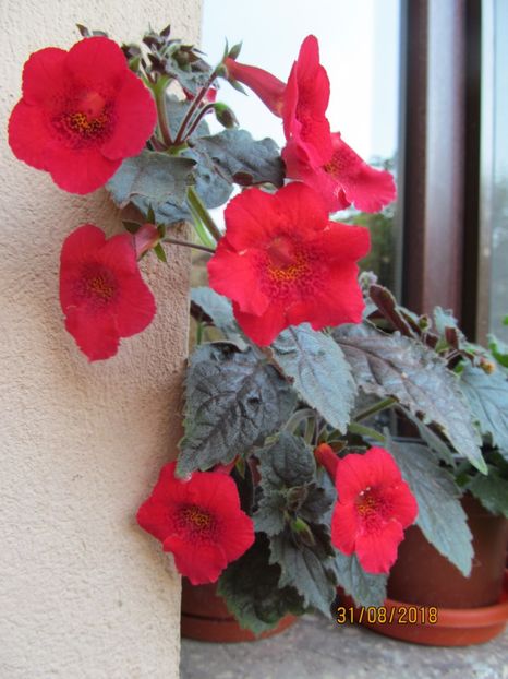  - ACHIMENES 2020 - VANZARI HIBRIZI