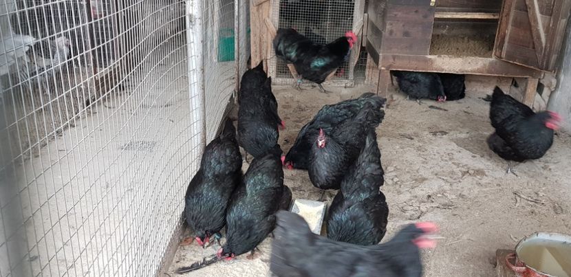  - Australorp