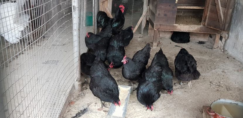  - Australorp