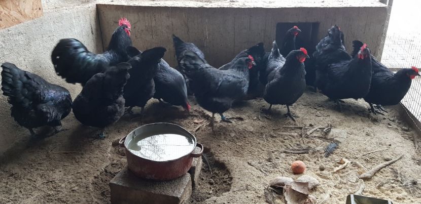  - Australorp