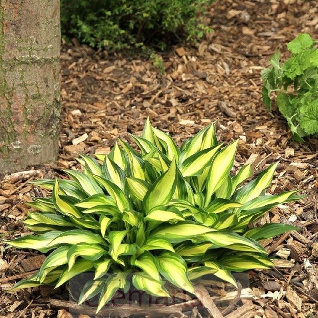 hosta_lakeside_little_tuft - b Comenzi plante copaci 2018 2019