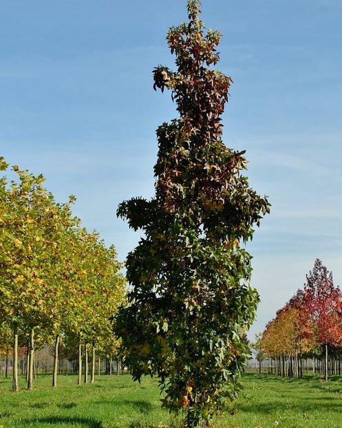 medium_liquidambar_styraciflua_slender_silhouette - b Comenzi plante copaci 2018 2019