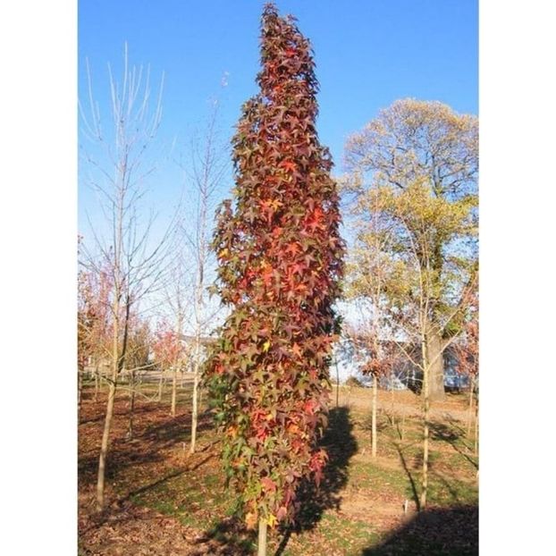 liquidambar-styraciflua-slender-silhouette-tree - b Comenzi plante copaci 2018 2019